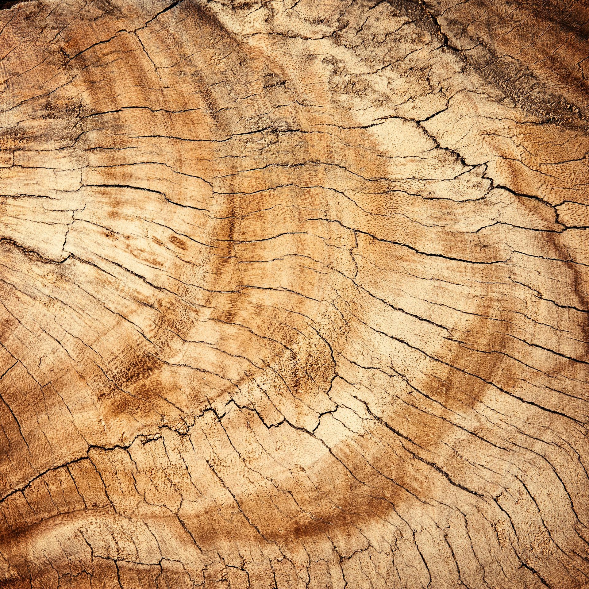 Cross-section of a tree trunk, displaying brown wood grain, cracks, and rings.