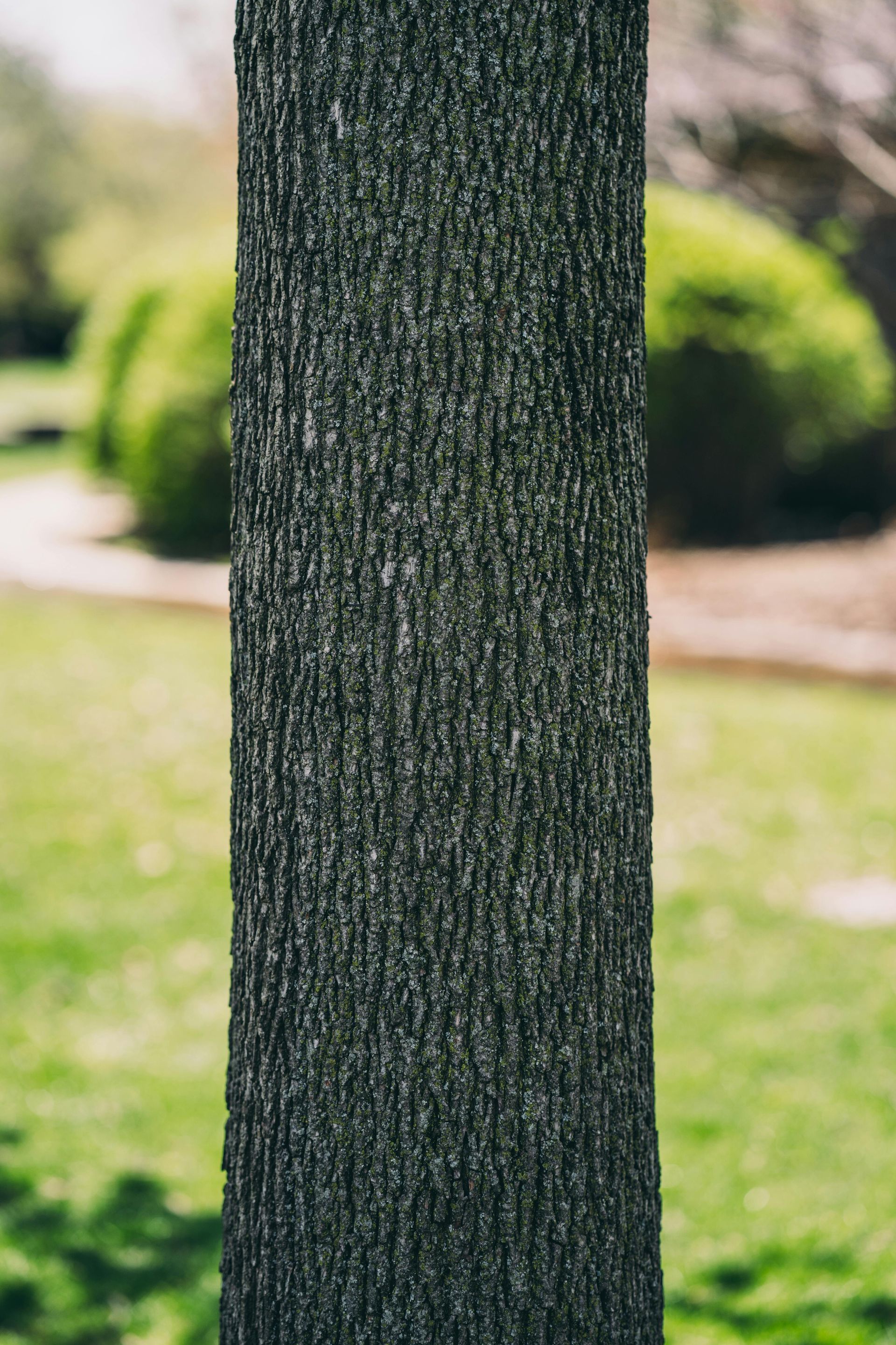 Tree trunk with rough, textured bark against a blurred green background.