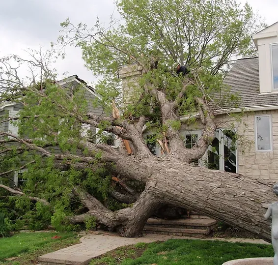 Fallen Tree on House — Elkin, NC — L & T Tree Service