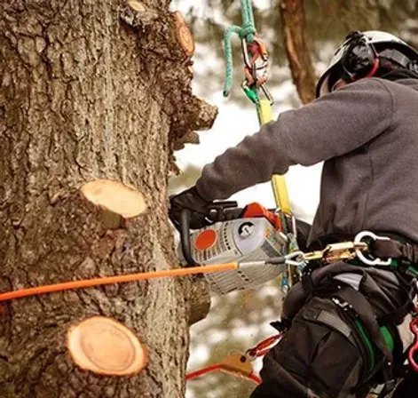 Man Using Chainsaw on Tree — Elkin, NC — L & T Tree Service