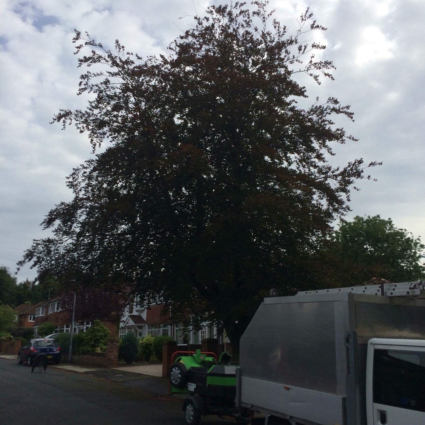 Large beech reductions before