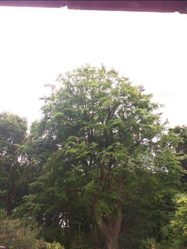 tree reduction after