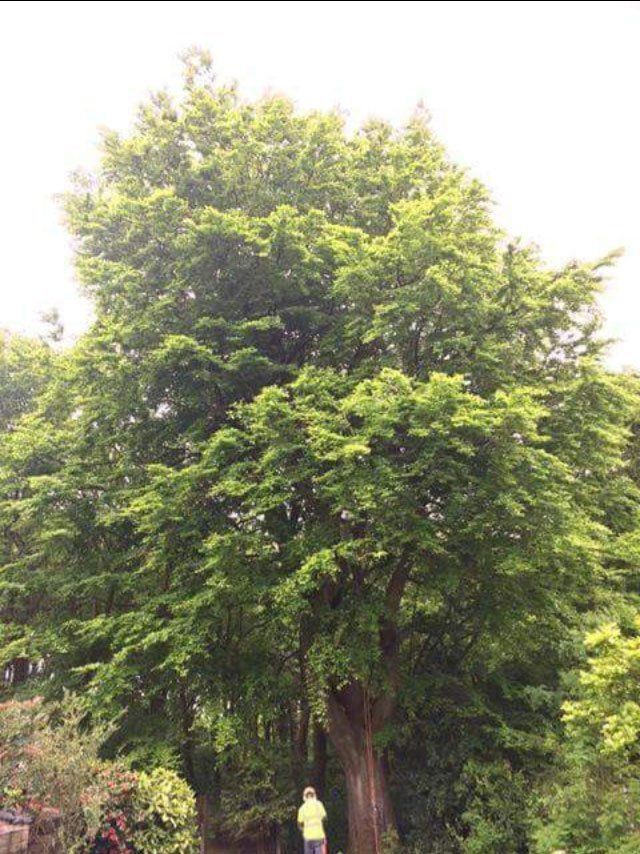 tree reduction before