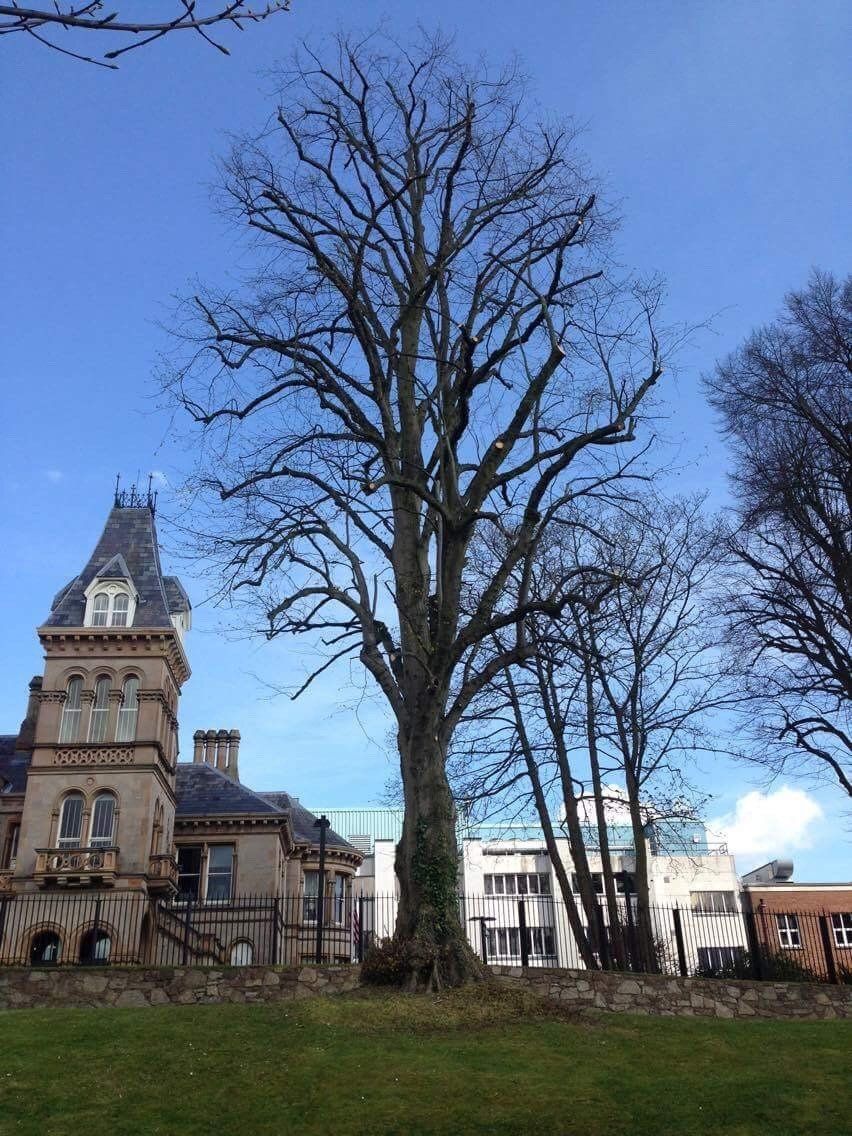 crown thinning after