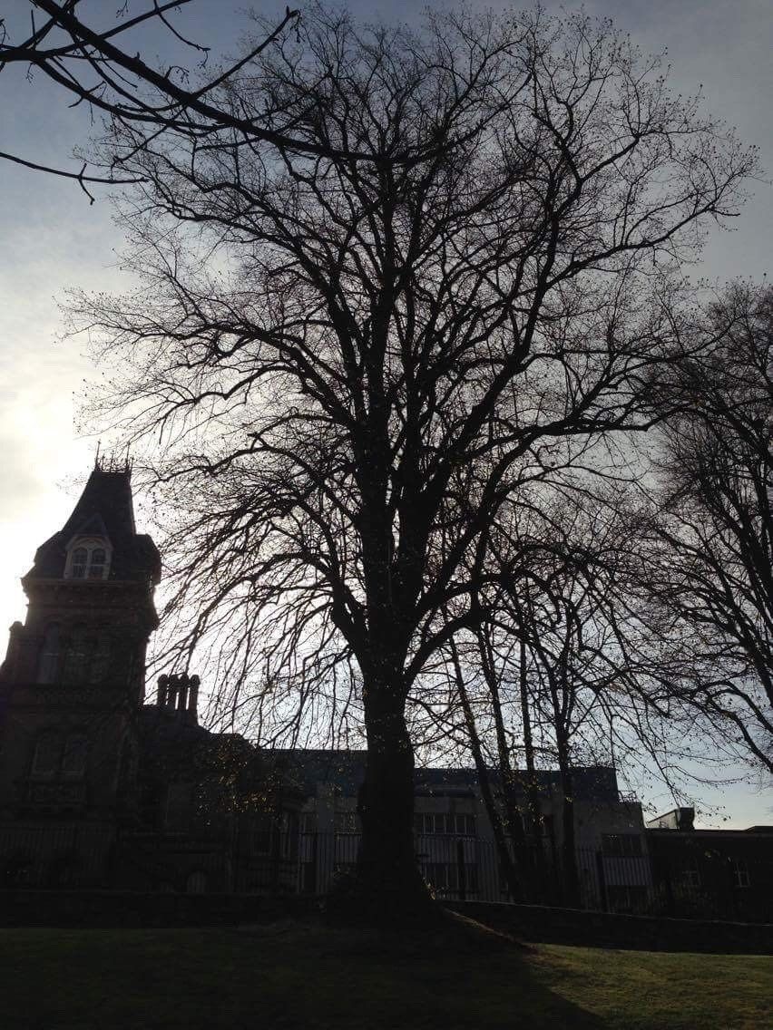 crown thinning before