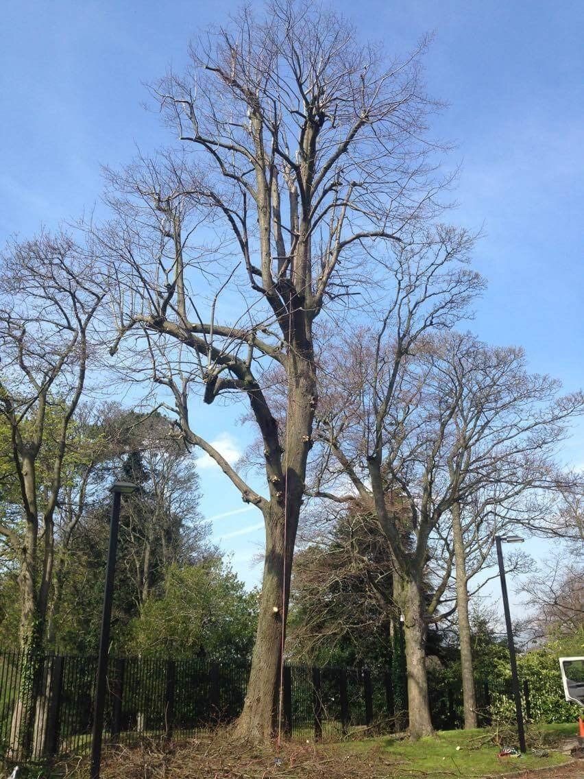 crown reduction and thinning after