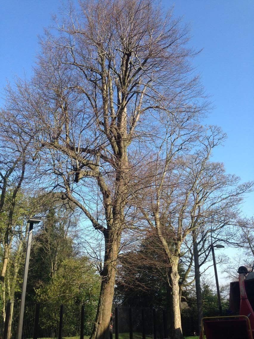 crown reduction and thinning before