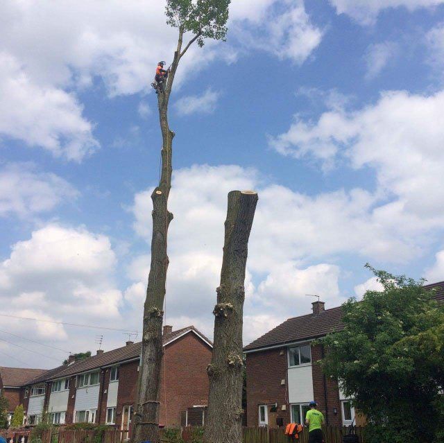 tree felling after
