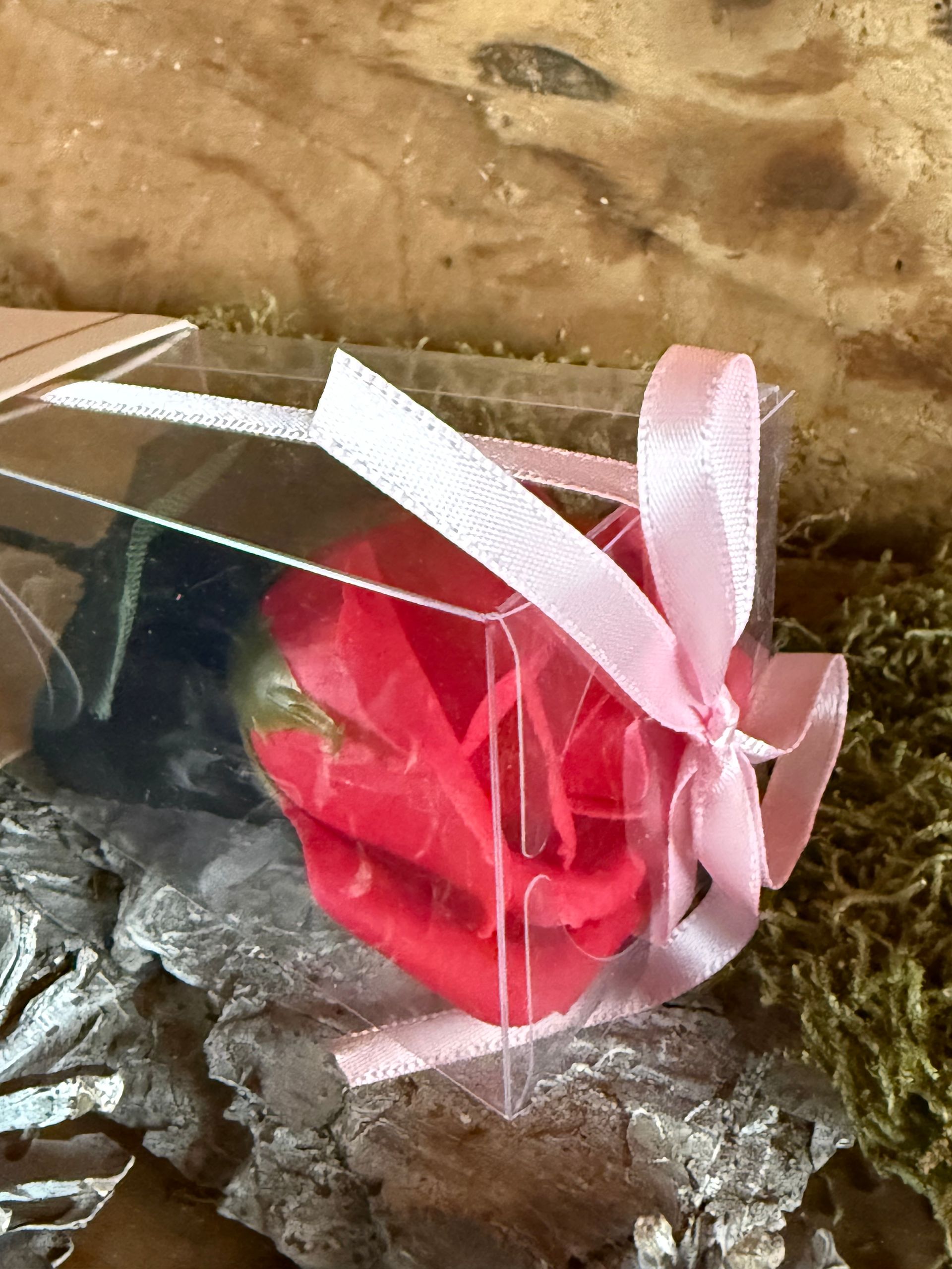 Rode roos in een transparant doosje, vastgebonden met een roze lint, op een ondergrond van boomschors.