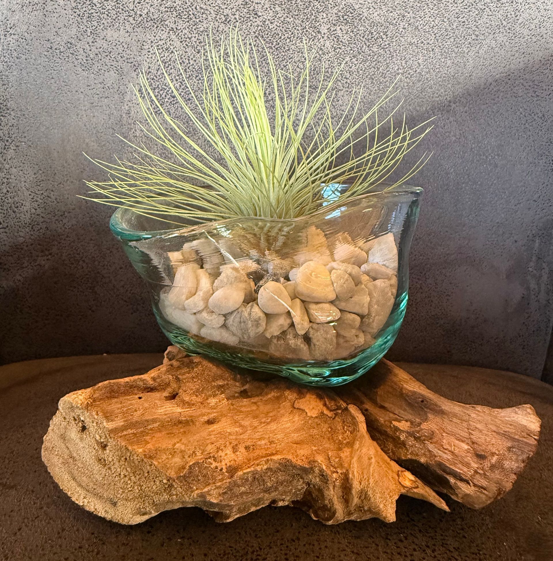 Glazen plantenbak met een plant en stenen op drijfhout.