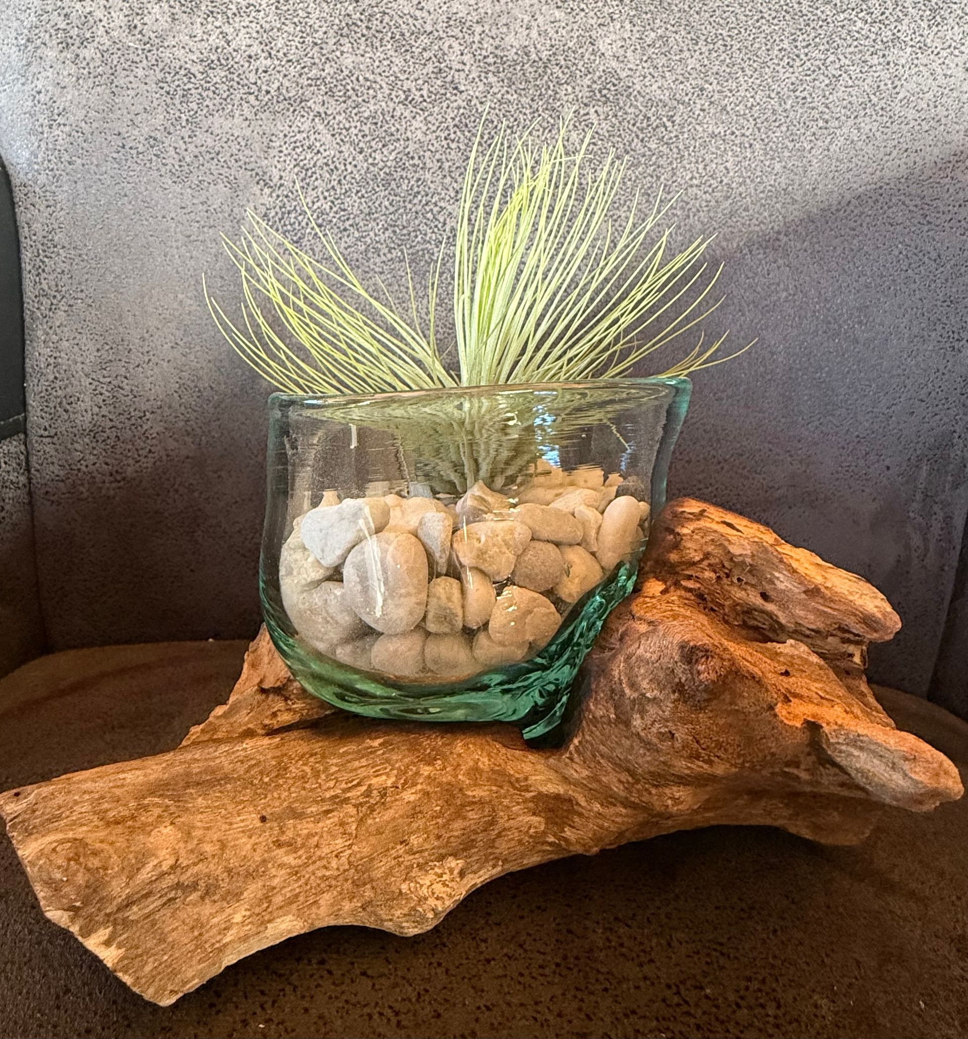 Glazen plantenbak met een plant en stenen op drijfhout.