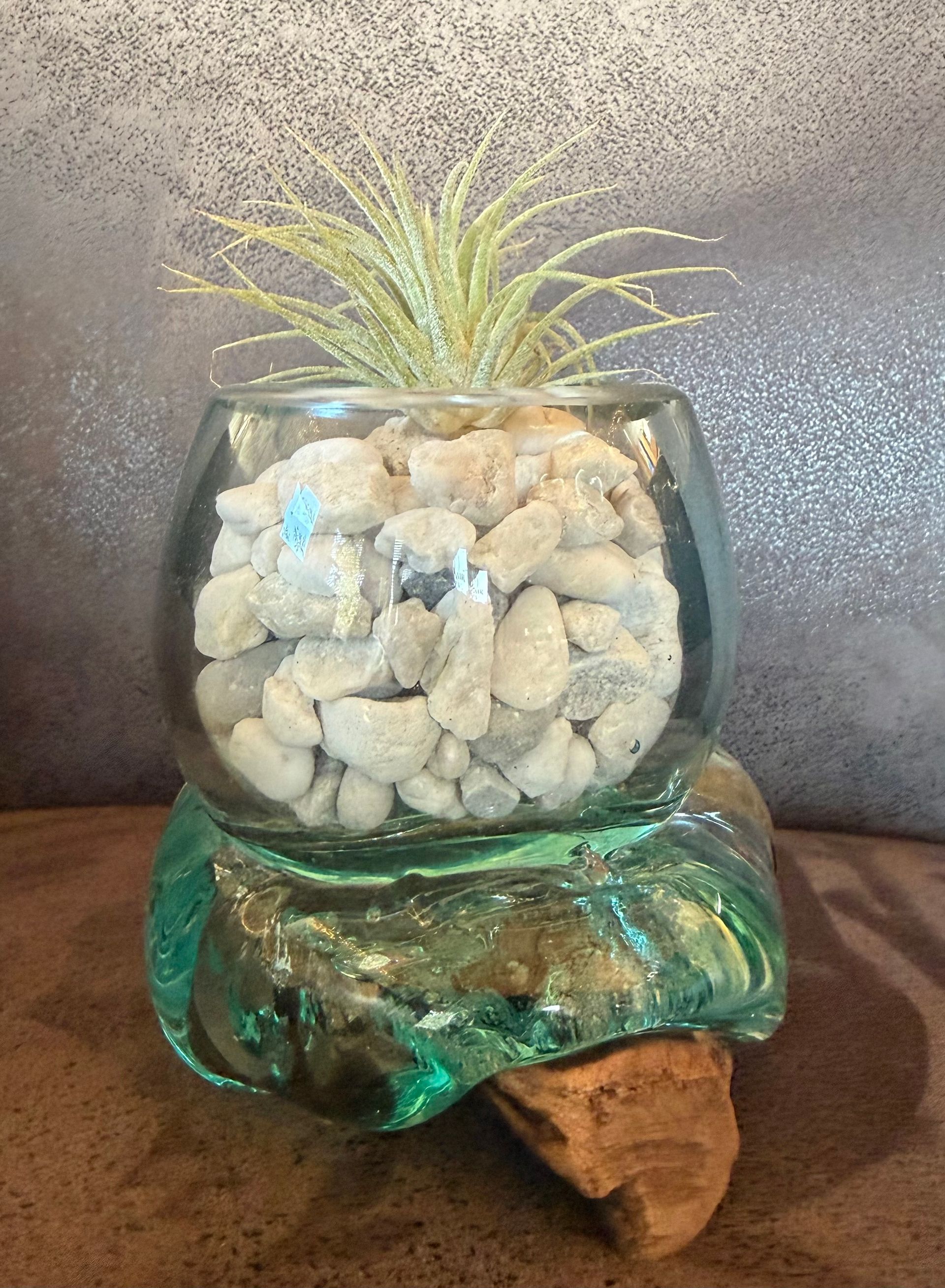 Glazen plantenbak met luchtplant en steentjes op een glazen en houten voet.