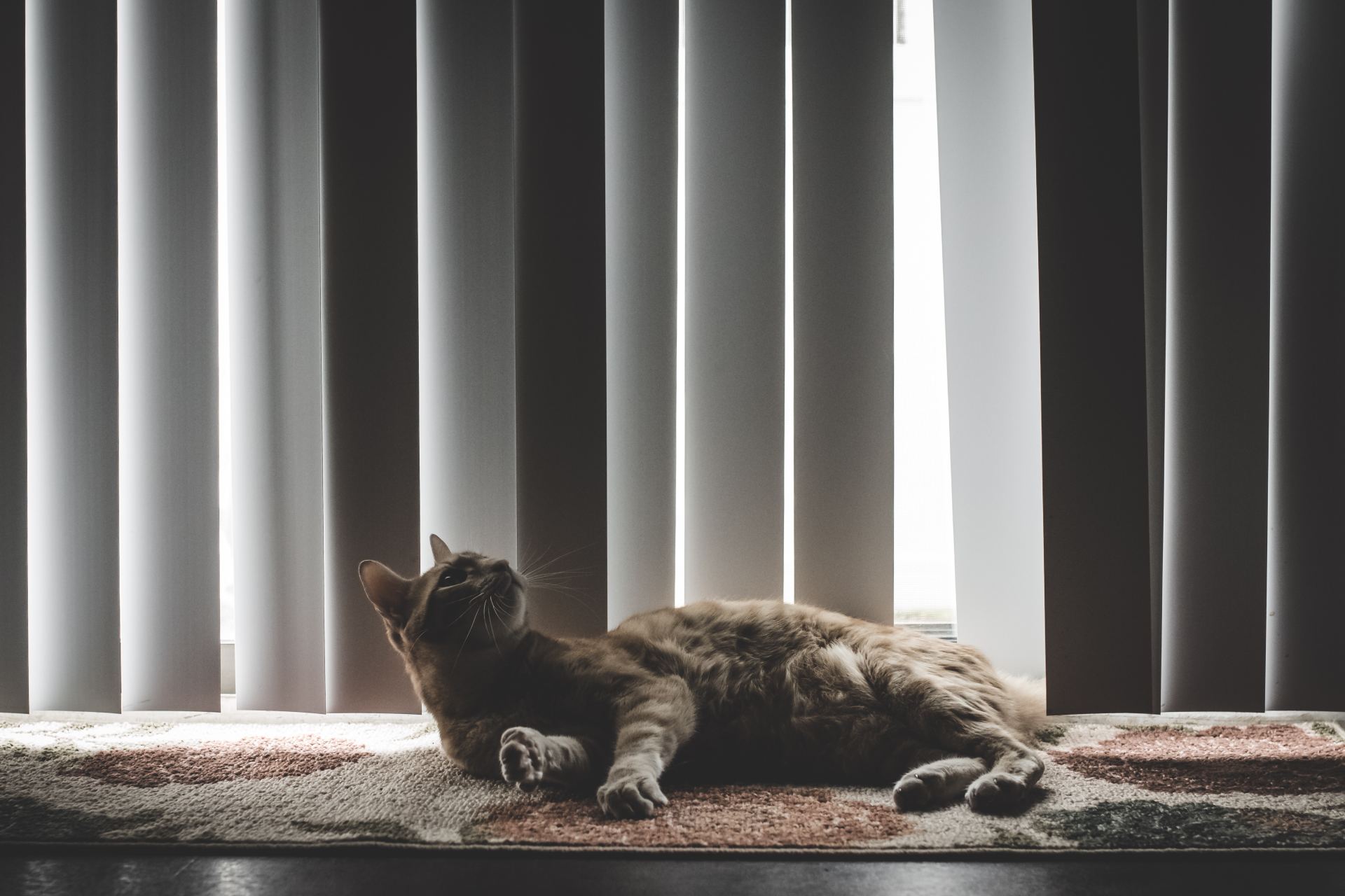 cat in front of blinds