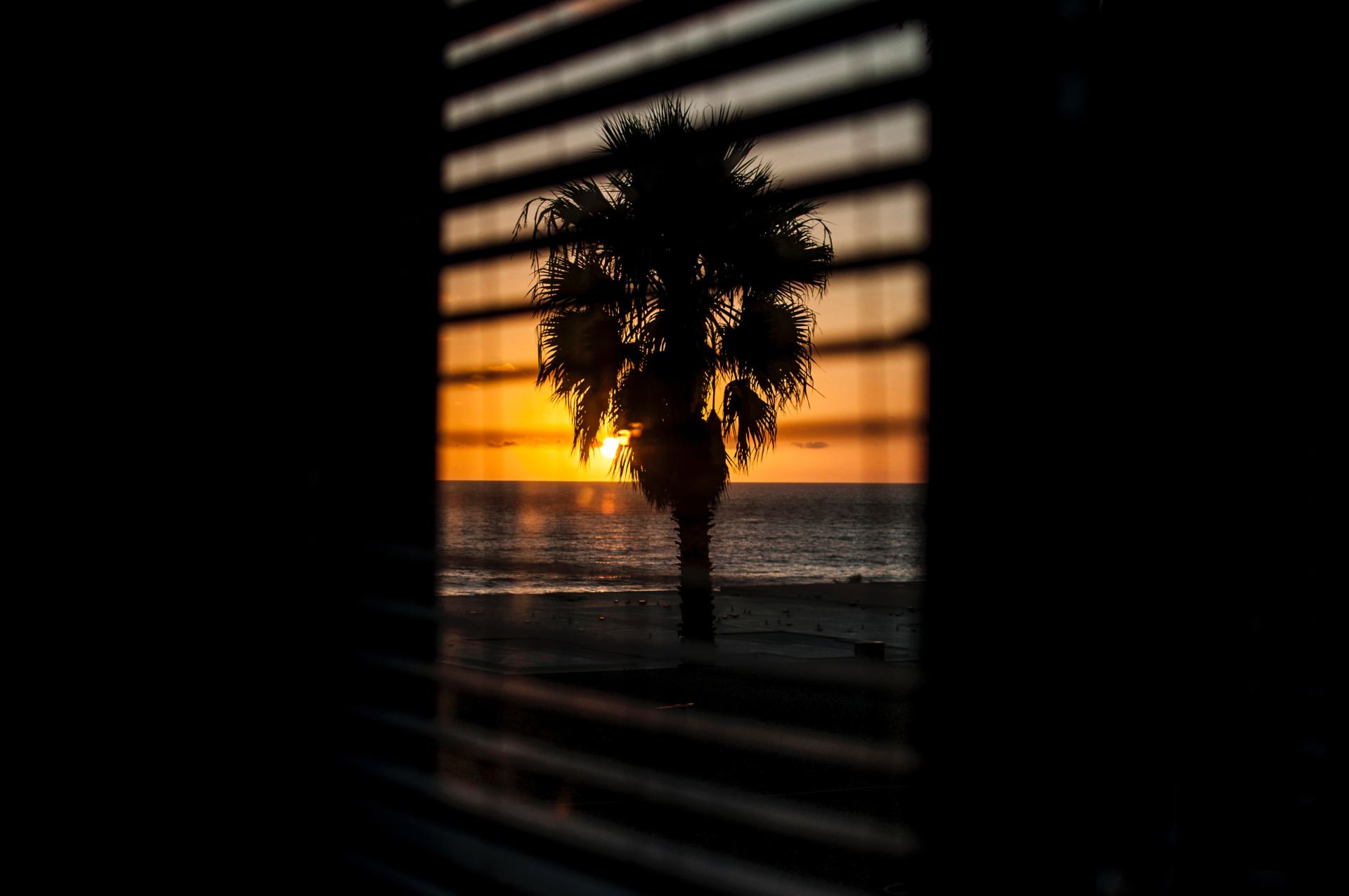 palm tree through blinds