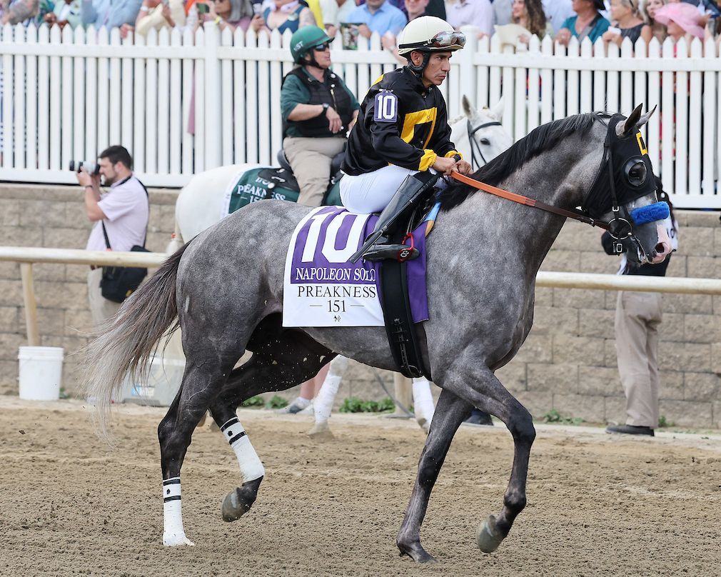 Caballo de carreras gris con manta de silla morada y jinete vestido de negro y amarillo corriendo junto a la valla