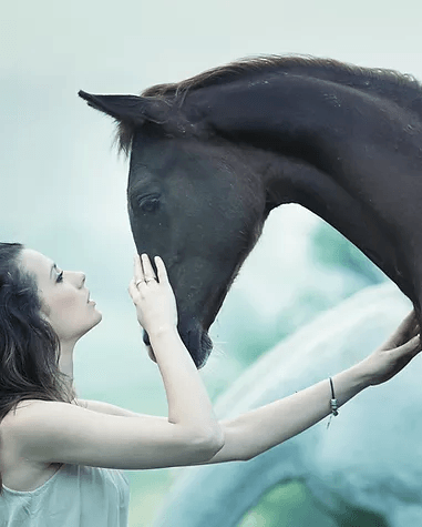 EquineTherapy in Tarentum, PA | Equine Assisted Therapy in Canonsburg, PA