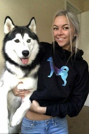 male siberian husky for sale