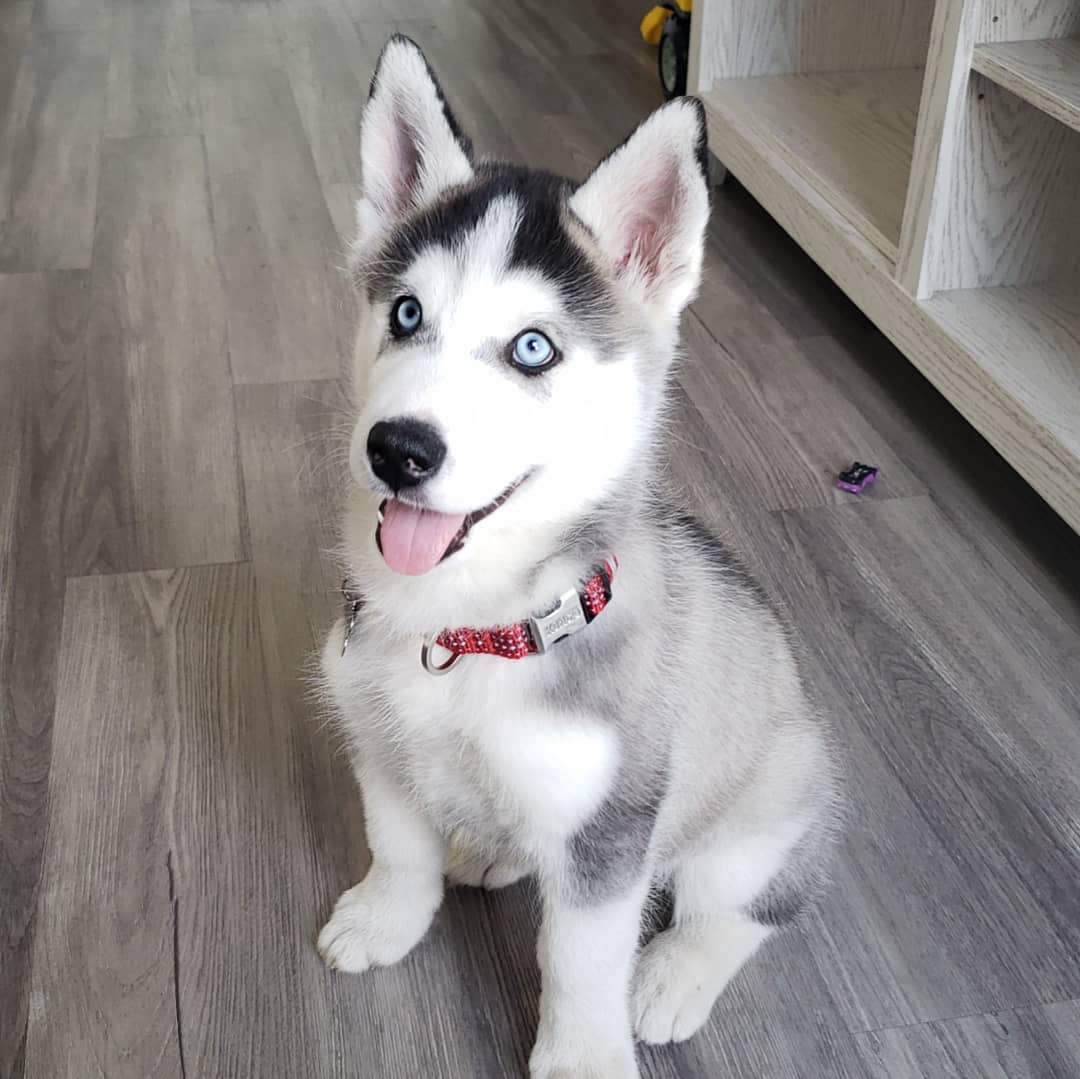 all black siberian husky for sale