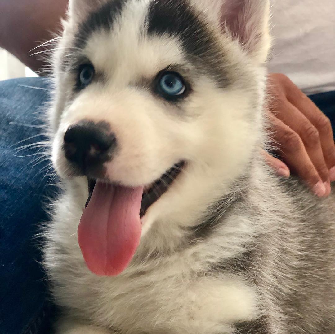 akc siberian husky for sale near me
