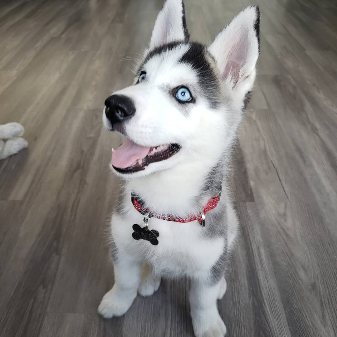 agouti siberian husky for sale usa