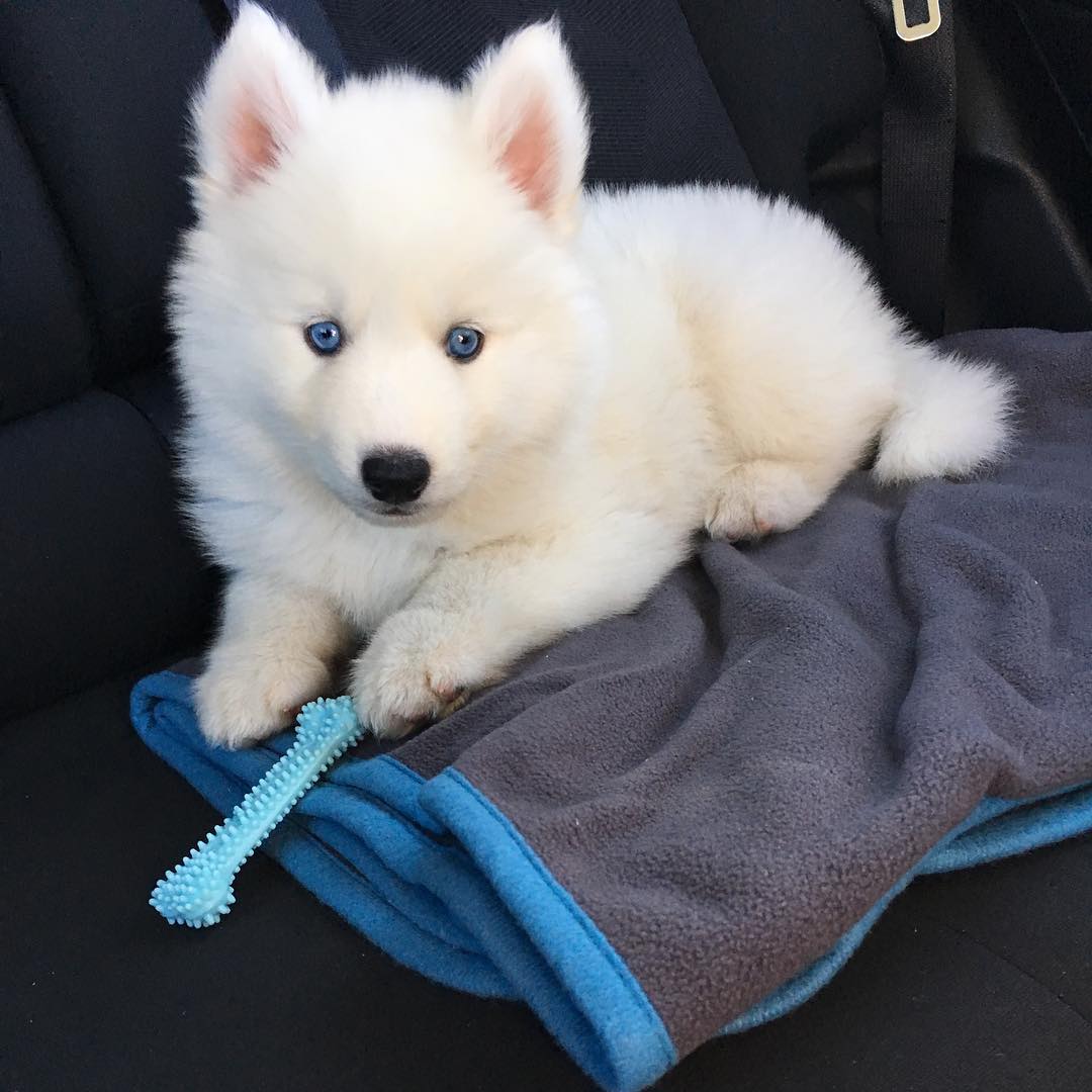 baby siberian husky for sale