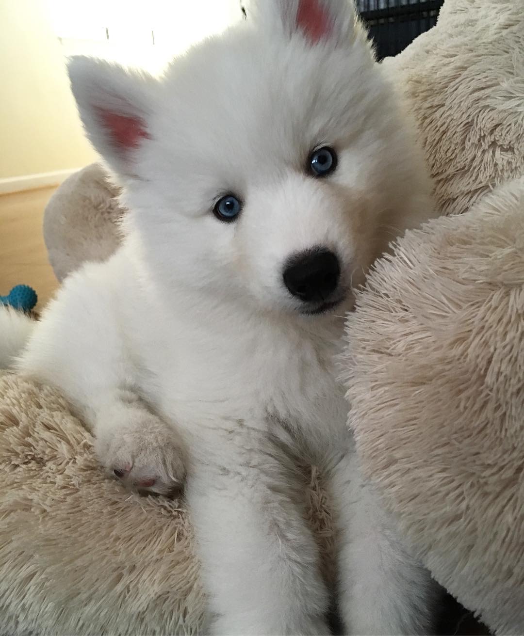 all red siberian husky for sale