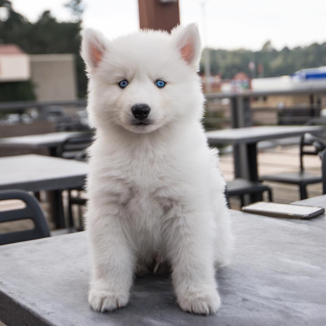 all white siberian husky for sale