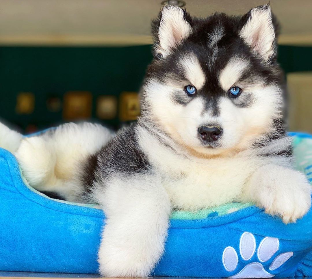 black siberian husky for sale