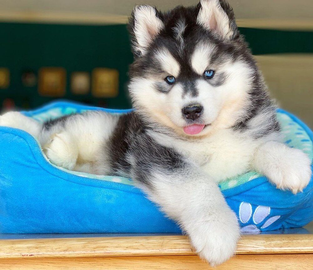 black and white siberian husky for sale