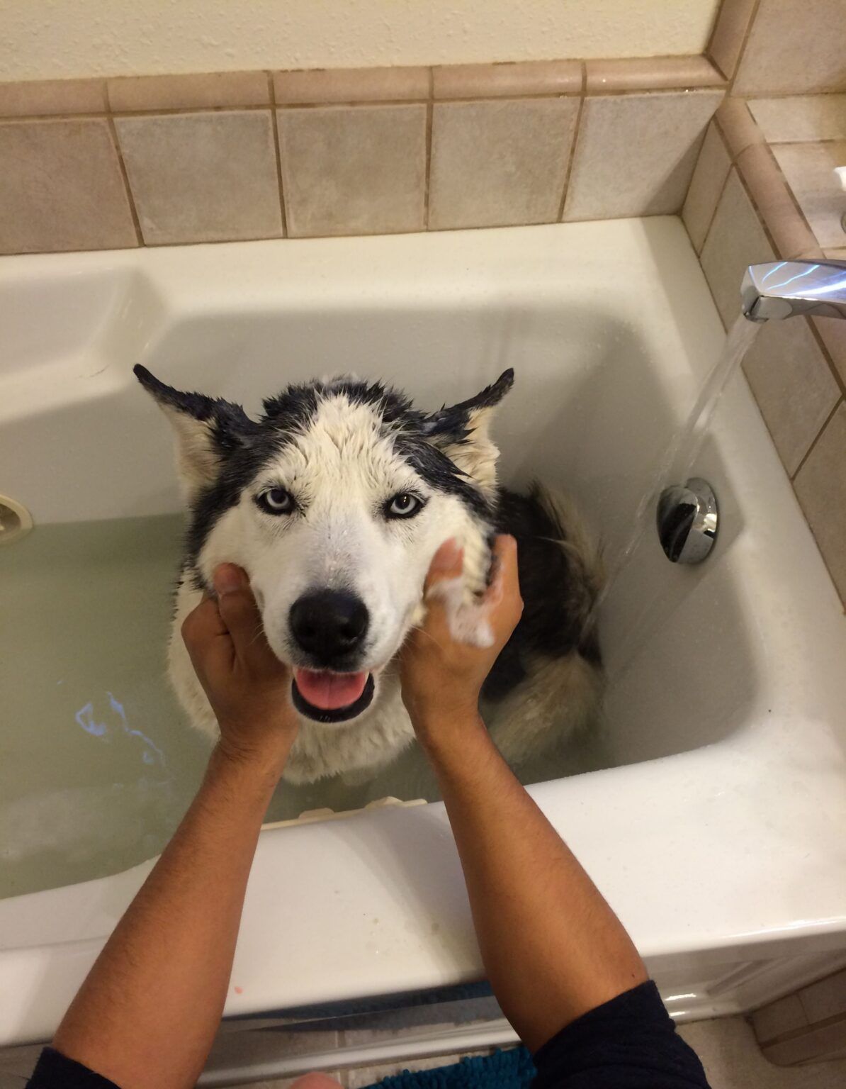 sable siberian husky for sale