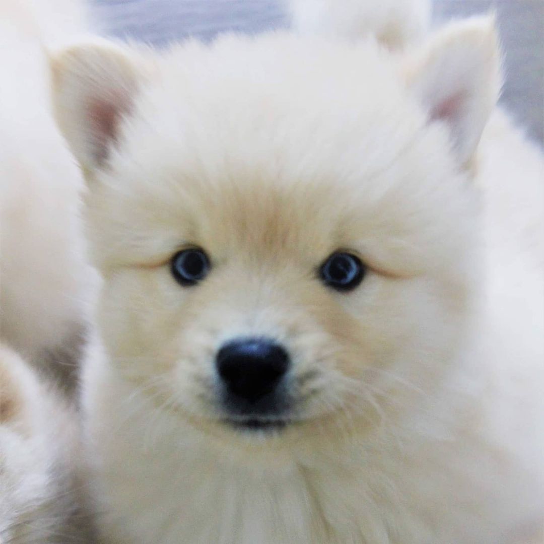 grey siberian husky puppies for sale