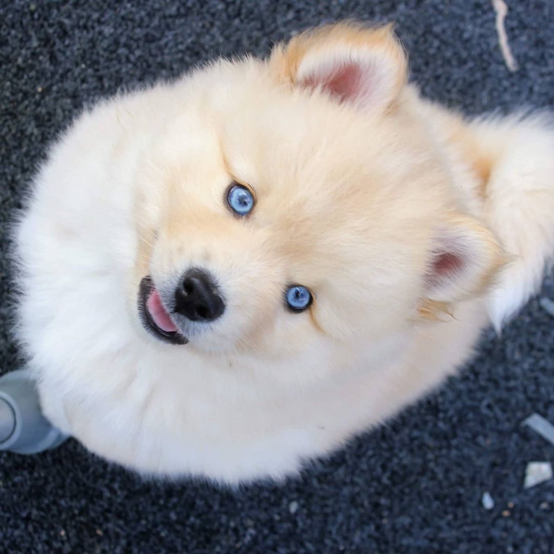 grey siberian husky for sale