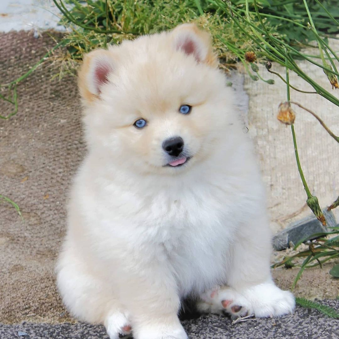 how much does it cost to own a siberian husky