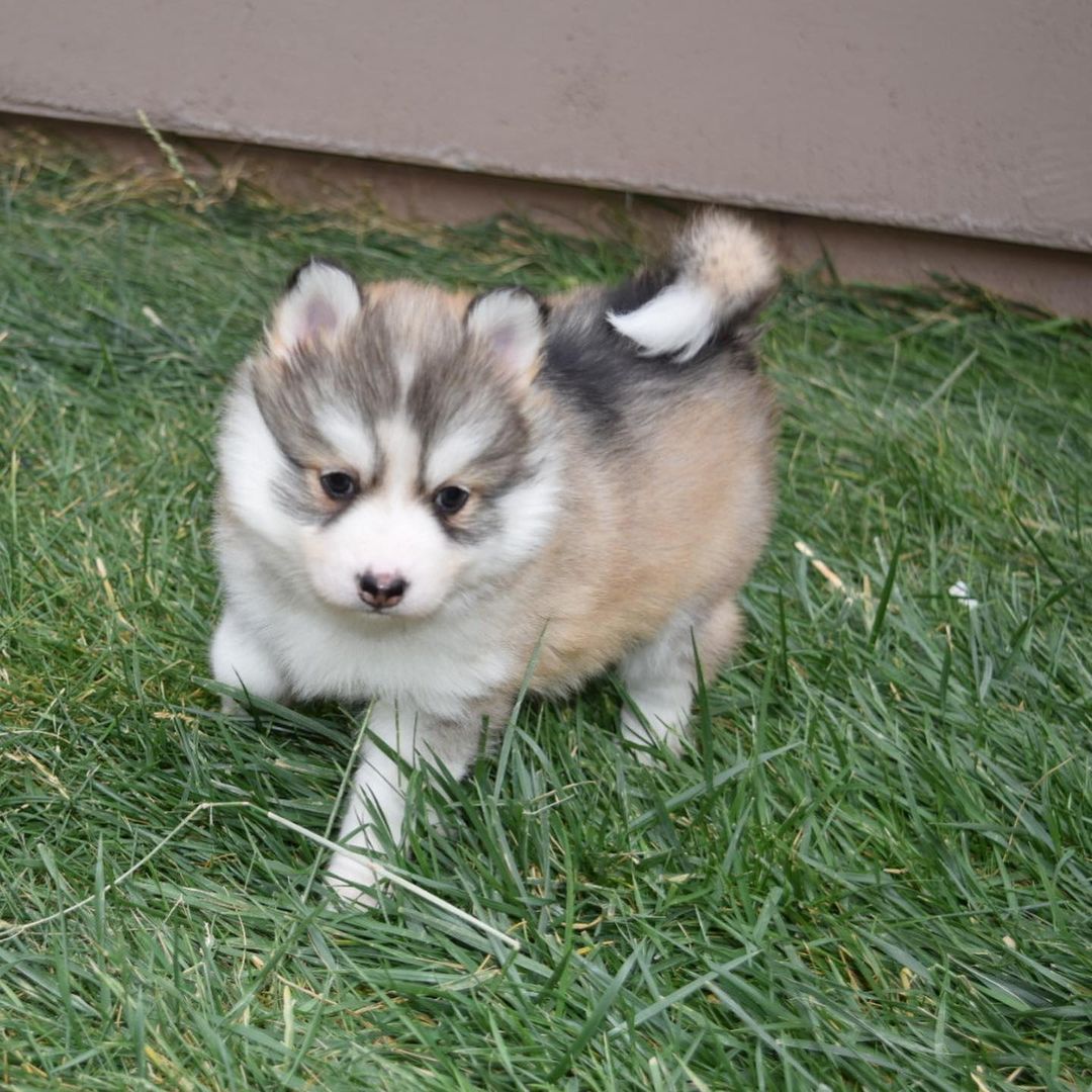 how much is a husky to buy