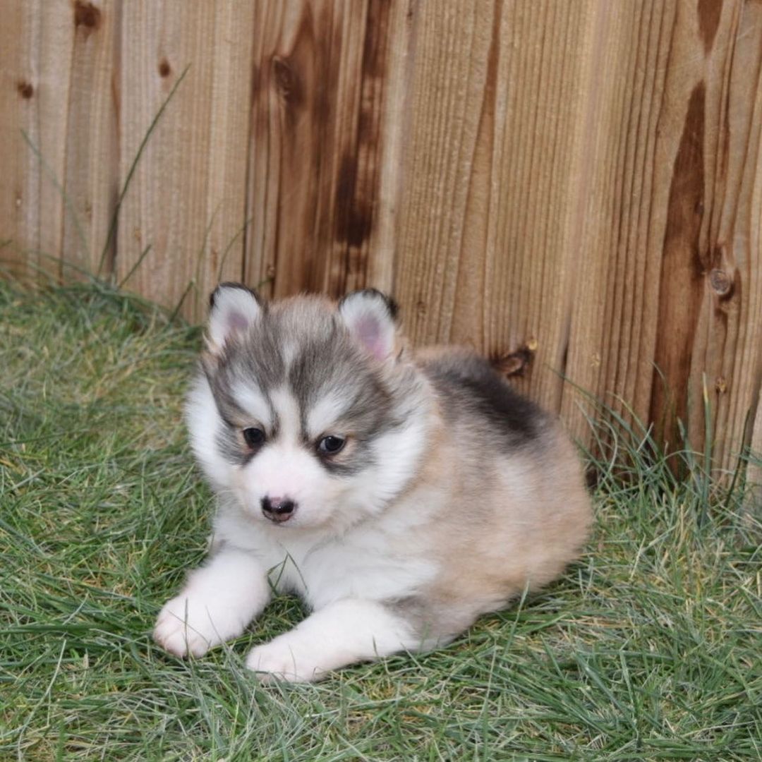 how much is a husky worth