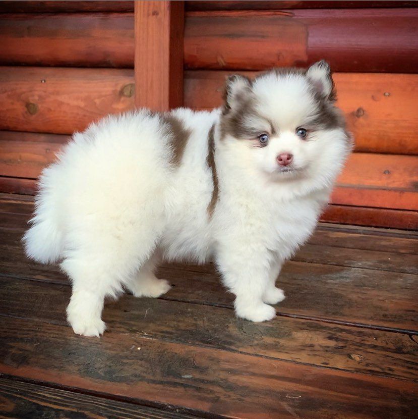 how much is a siberian husky puppies for sale