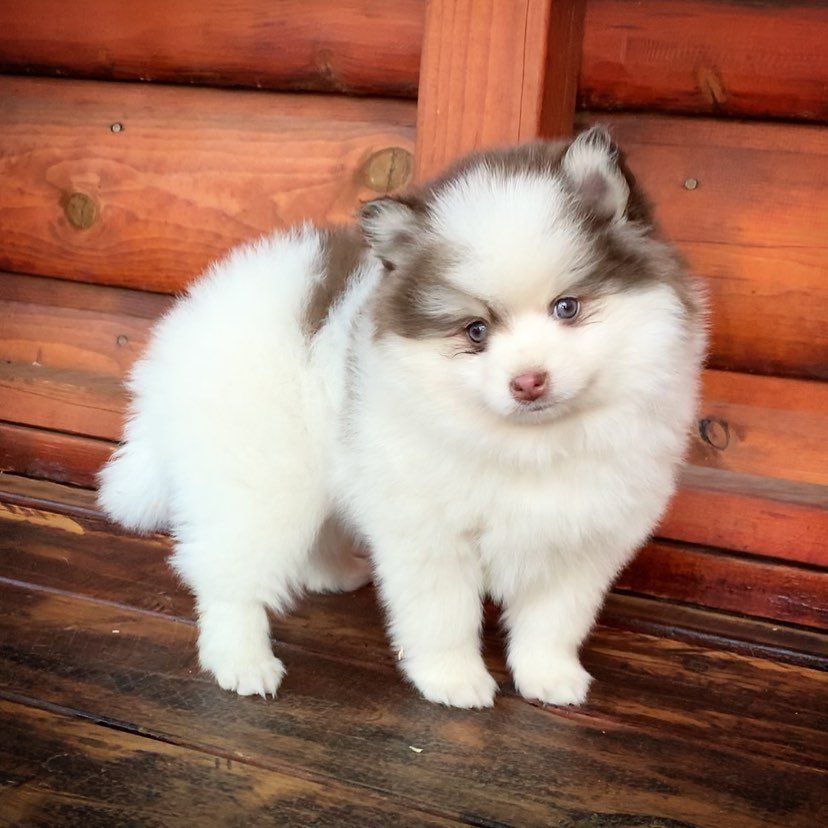 how much is a siberian husky for sale