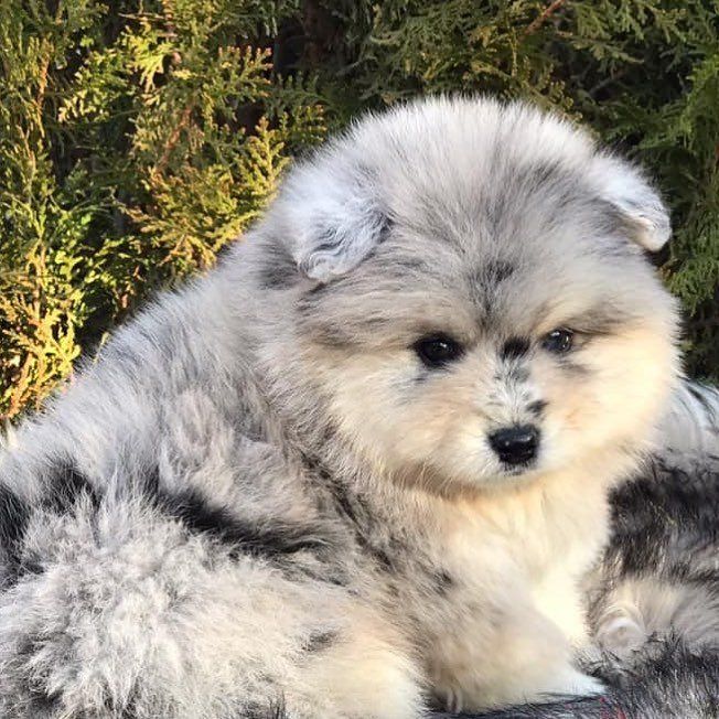 how much is husky worth