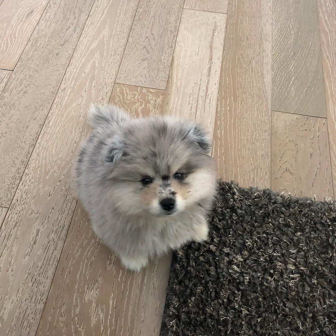 husky puppies for sale in usa