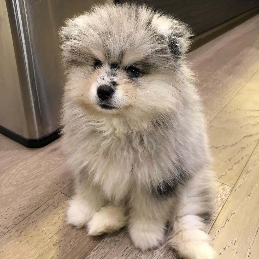 how much is a siberian husky worth