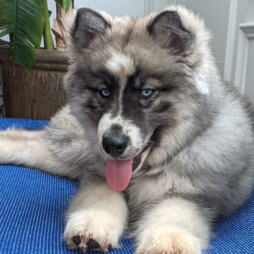 blue eyes siberian husky puppies for sale near me