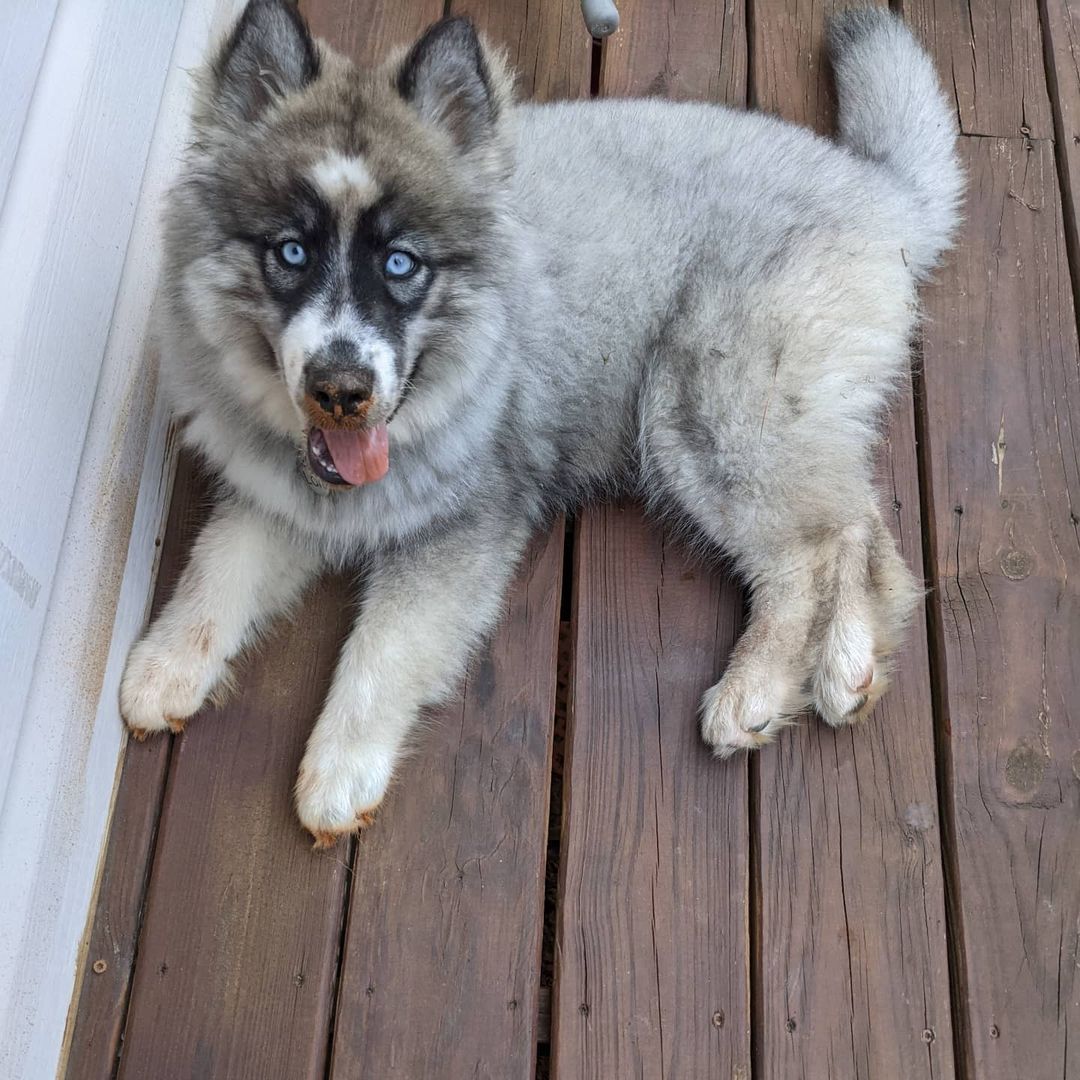 blue siberian husky for sale