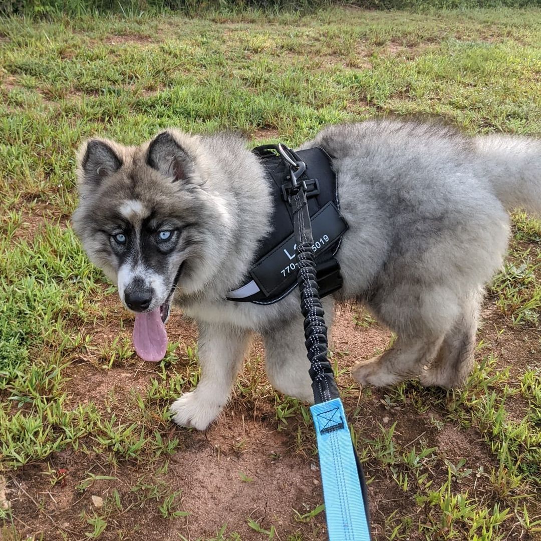 brown siberian husky for sale