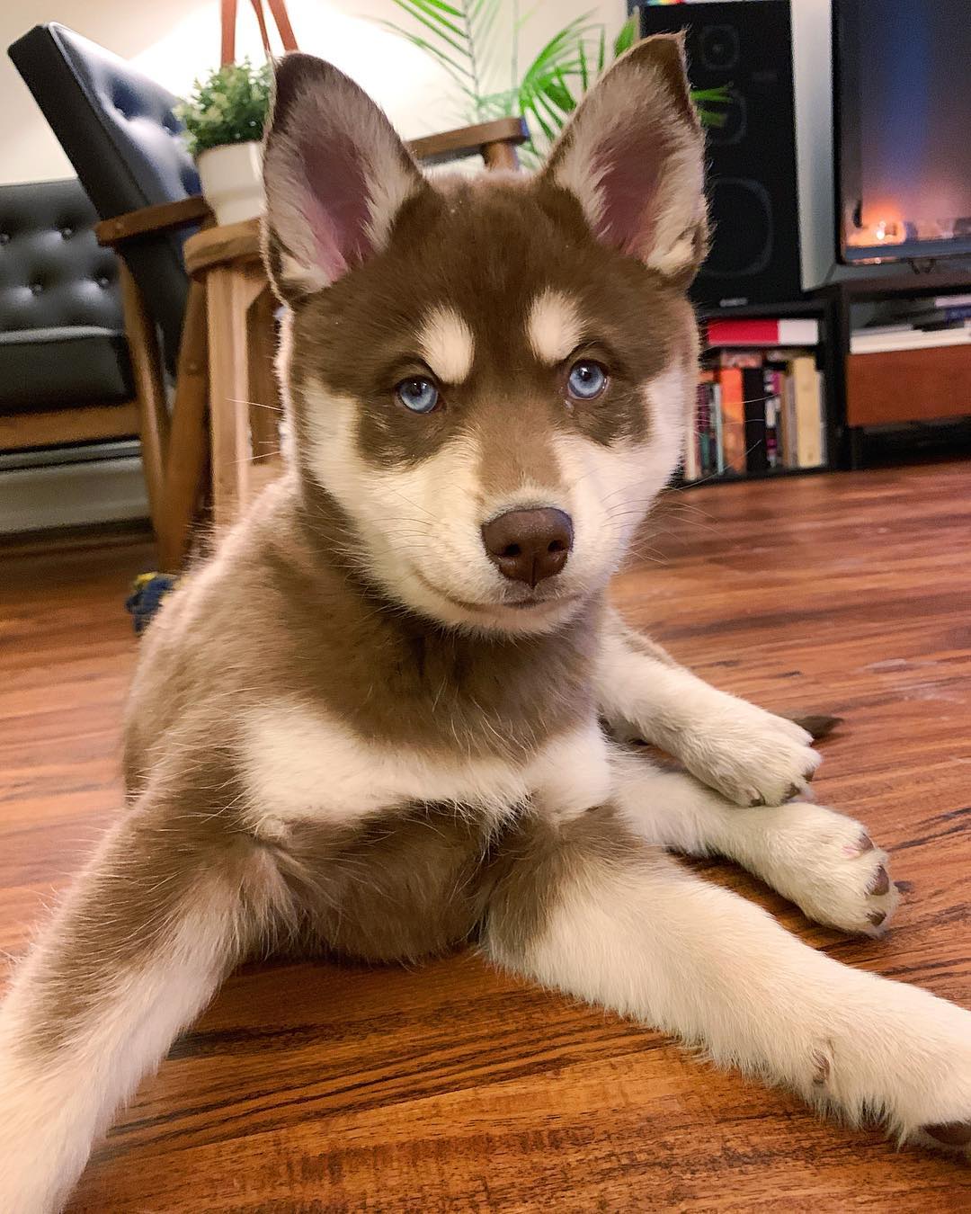 brown siberian husky puppy for sale