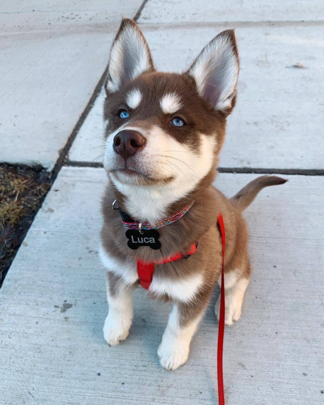 brown siberian husky with blue eyes for sale