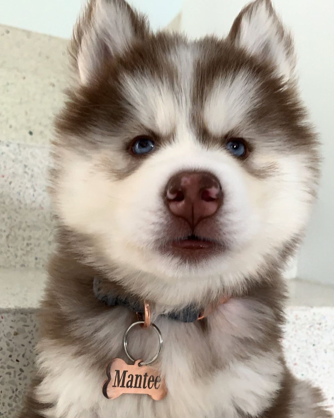 cheap siberian husky puppies for sale