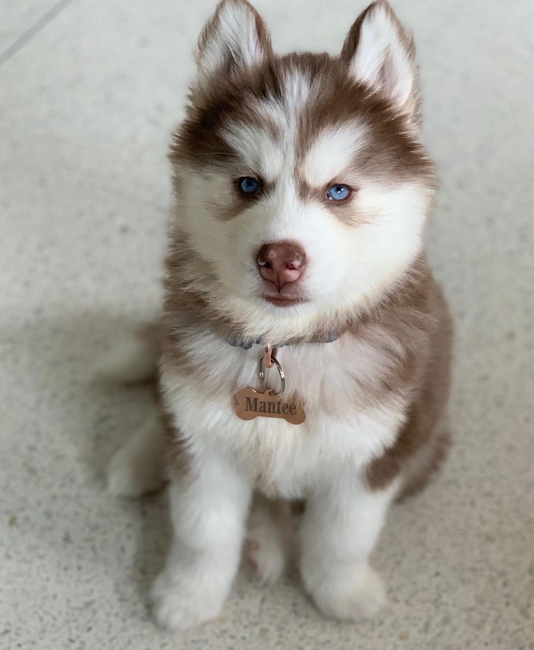 chocolate brown siberian husky for sale