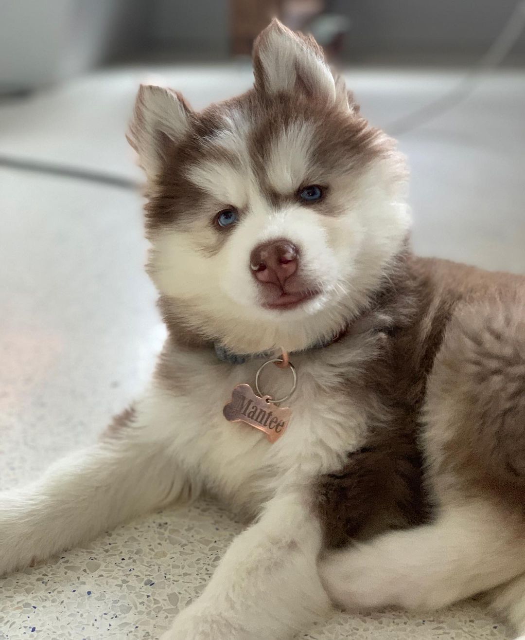 difference between siberian husky and american husky