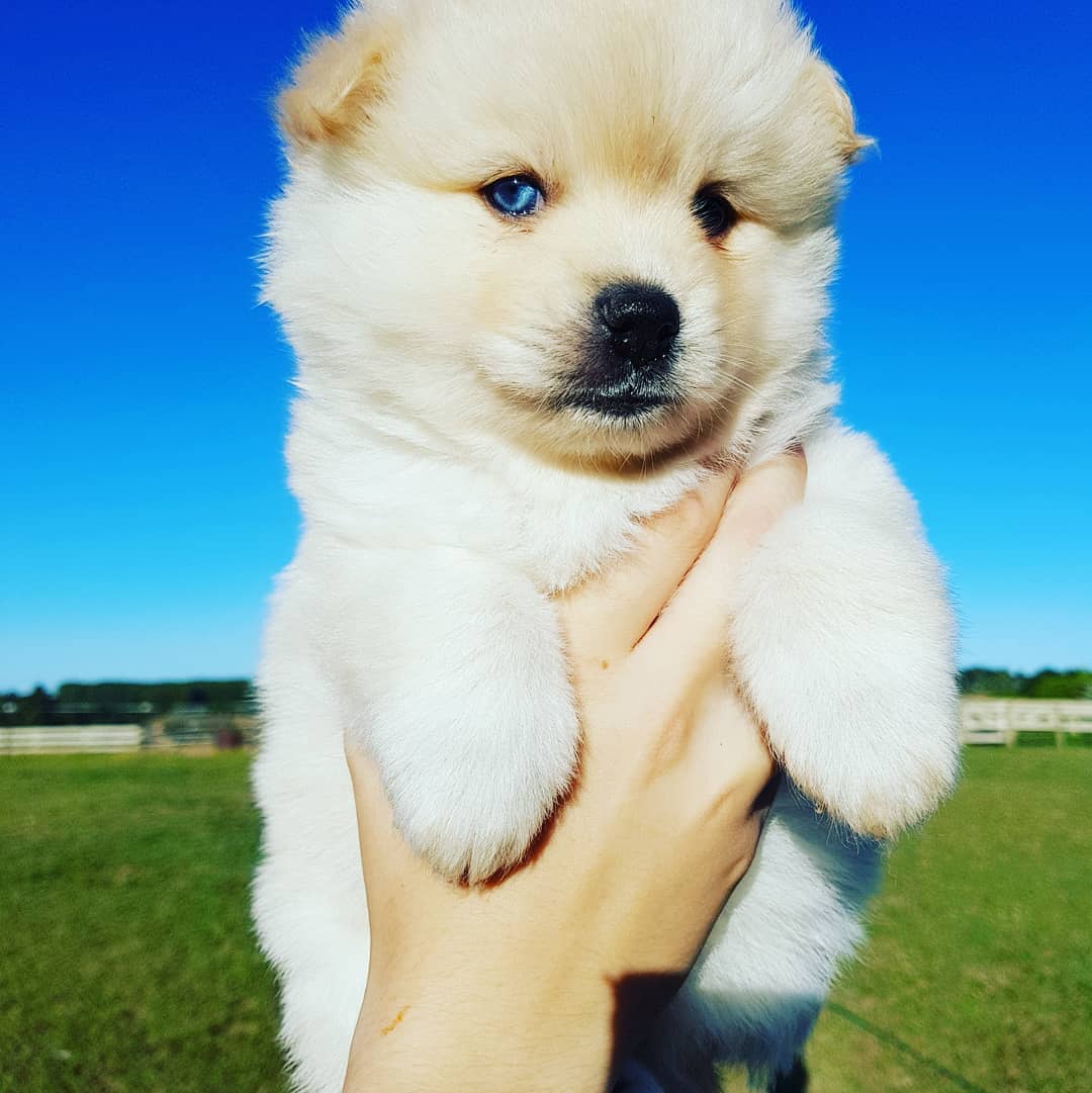 husky siberian price