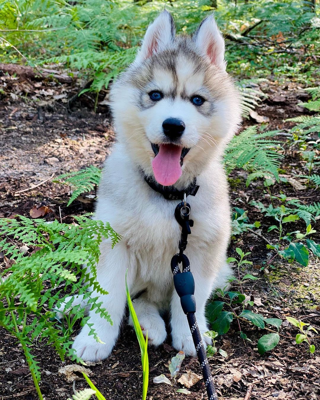 german shepherd cross siberian husky for sale